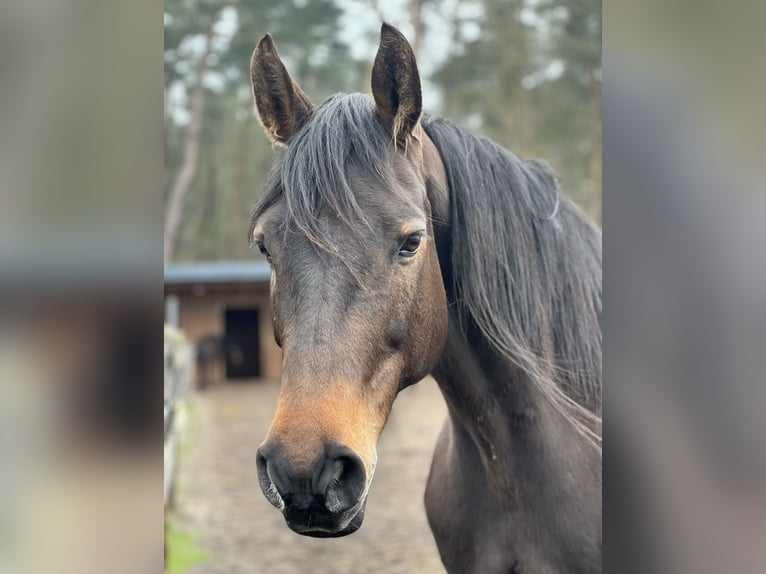 Holsteiner Jument 11 Ans Bai brun in H&#xF6;velhof