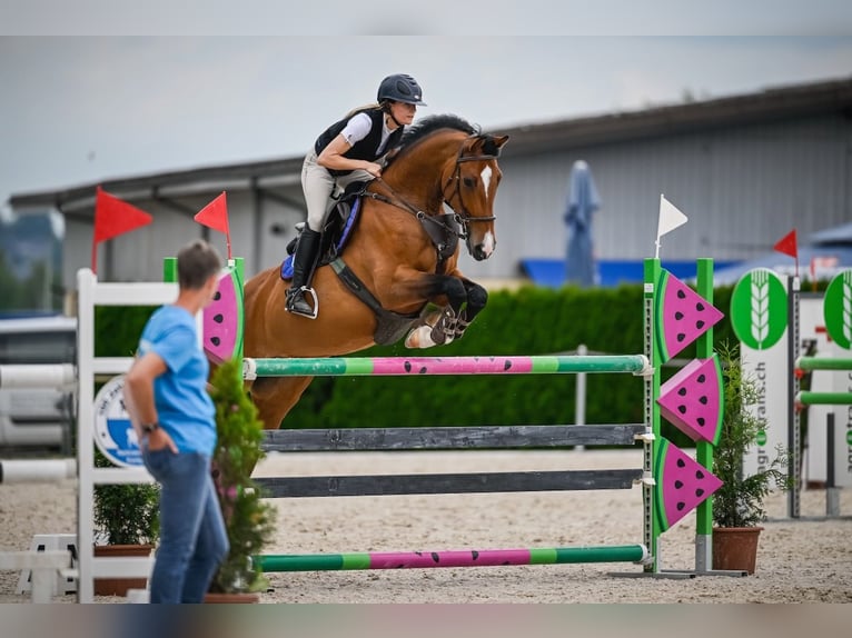 Holsteiner Jument 11 Ans Bai in St. Josefen