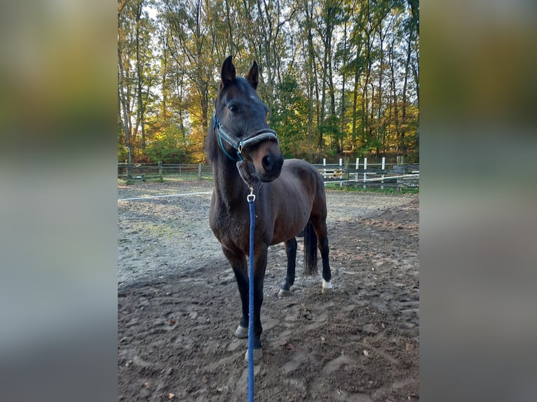 Holsteiner Jument 12 Ans 165 cm Bai brun in Bispingen