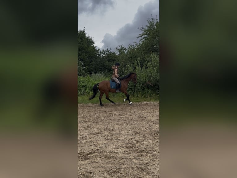 Holsteiner Jument 12 Ans 165 cm Bai in B&#xFC;delsdorf