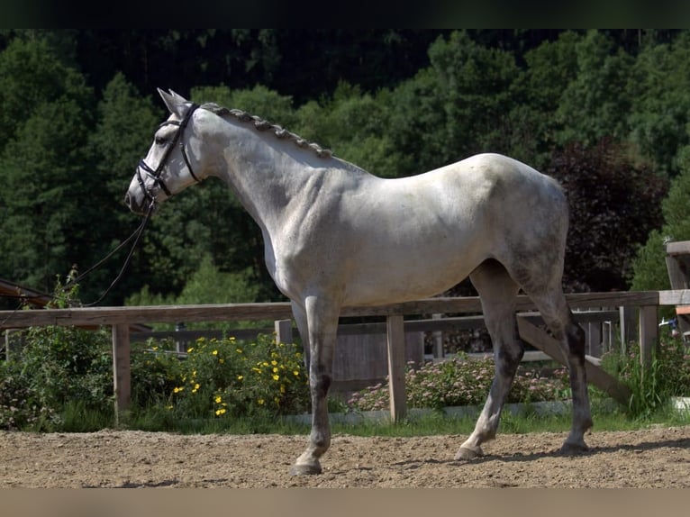Holsteiner Jument 12 Ans 165 cm Gris in Magdwiesen