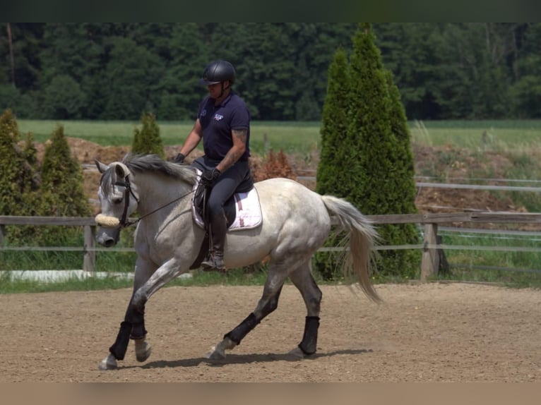 Holsteiner Jument 12 Ans 165 cm Gris in Magdwiesen