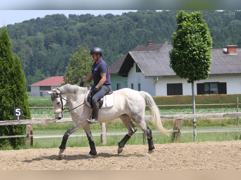 Holsteiner Jument 12 Ans 165 cm Gris in Magdwiesen