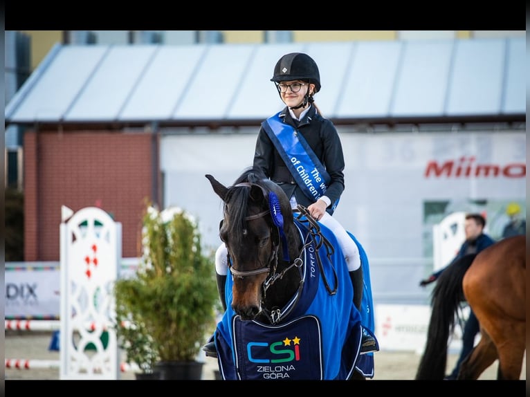 Holsteiner Jument 12 Ans 166 cm Bai brun in Pobiedziska