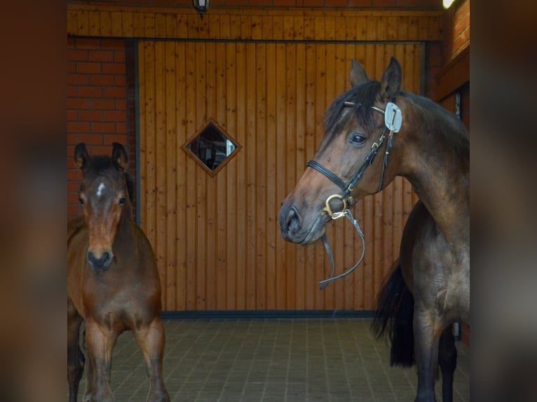 Holsteiner Jument 12 Ans 166 cm Bai brun in Heidgraben