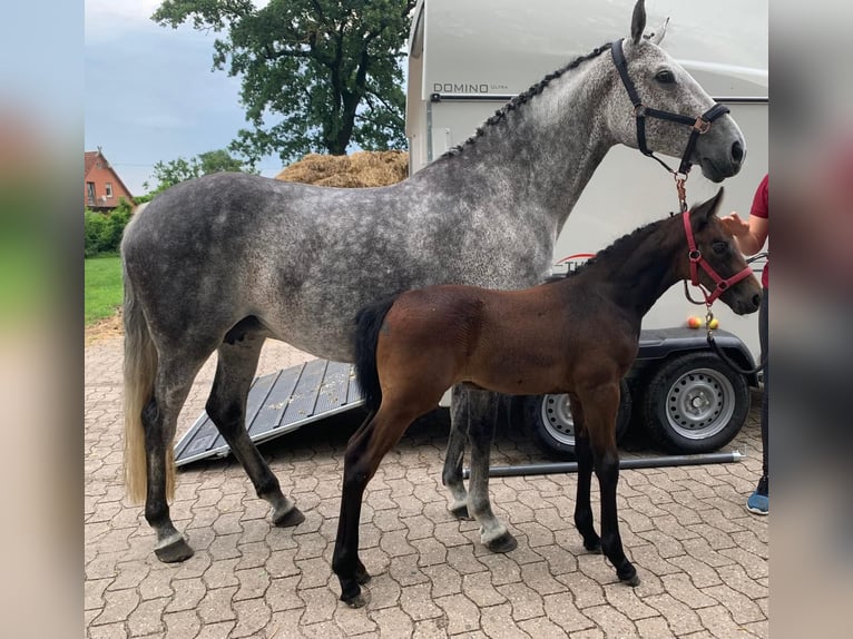 Holsteiner Jument 12 Ans 166 cm Gris in Winsen (Aller)