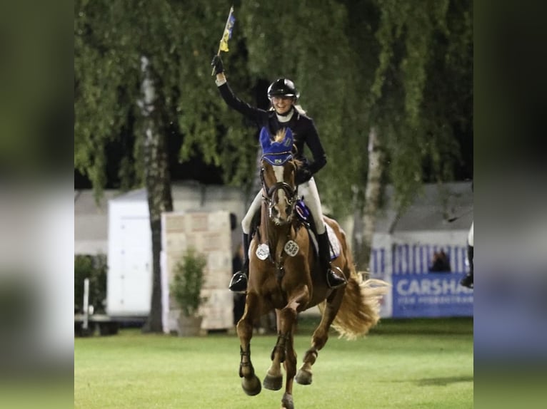 Holsteiner Jument 12 Ans 168 cm Alezan in Janneby