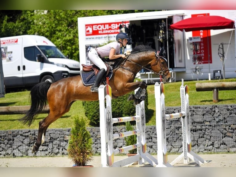 Holsteiner Jument 12 Ans 168 cm Bai in Coburg