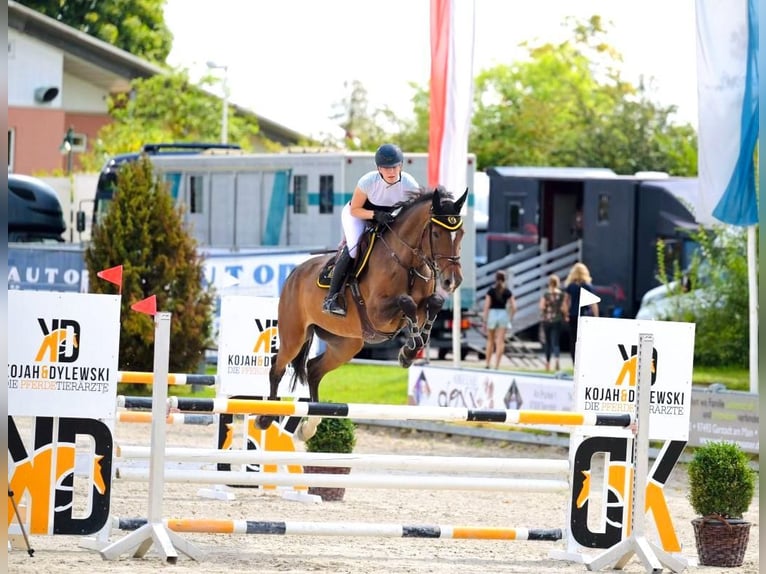 Holsteiner Jument 12 Ans 168 cm Bai in Coburg