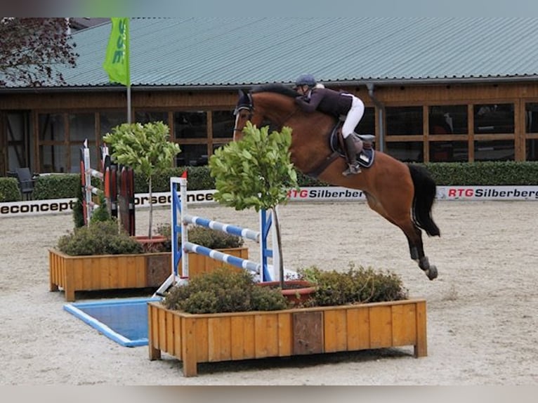 Holsteiner Jument 12 Ans 168 cm Bai in Schalksmühle