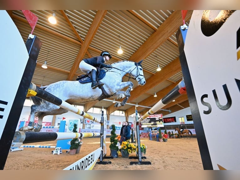 Holsteiner Jument 12 Ans 168 cm Peut devenir gris in Laupheim