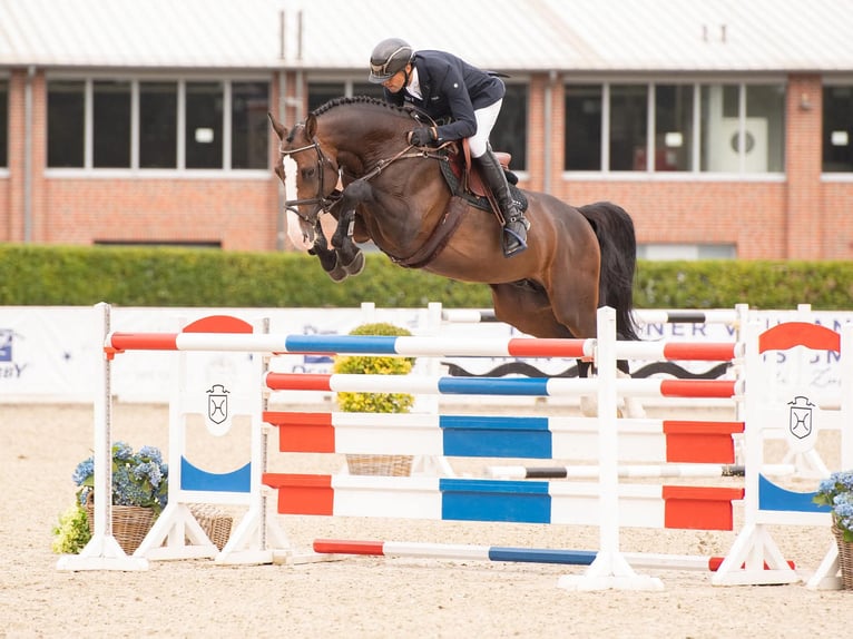 Holsteiner Jument 12 Ans 169 cm Bai in Tuchola