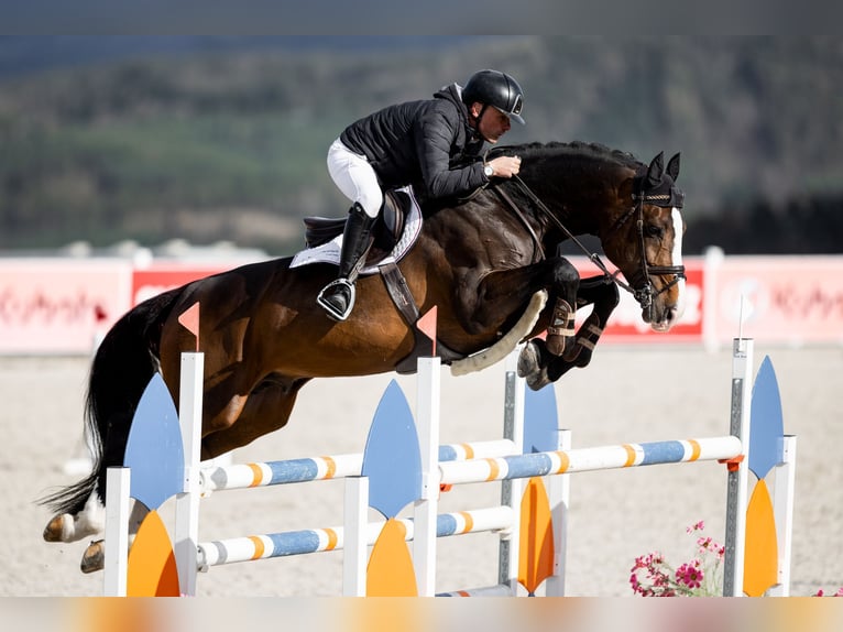 Holsteiner Jument 12 Ans 169 cm Bai in Tuchola