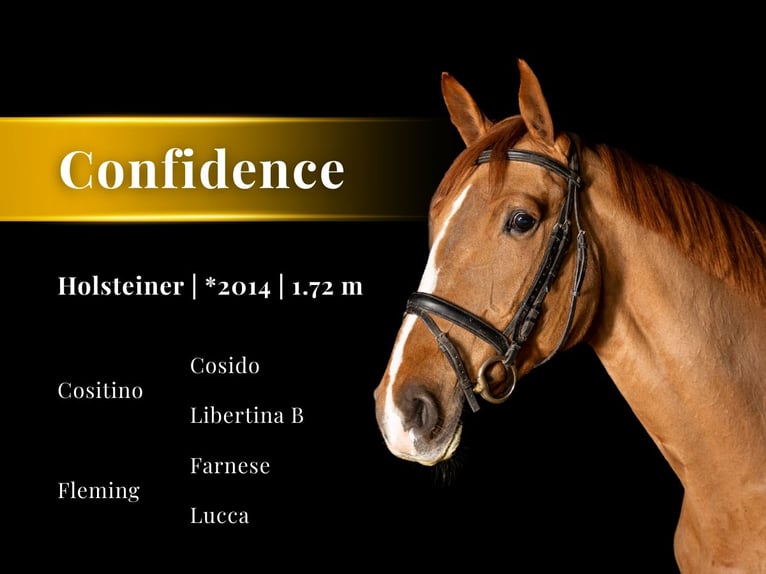 Holsteiner Jument 12 Ans 172 cm Alezan in Kammeltal