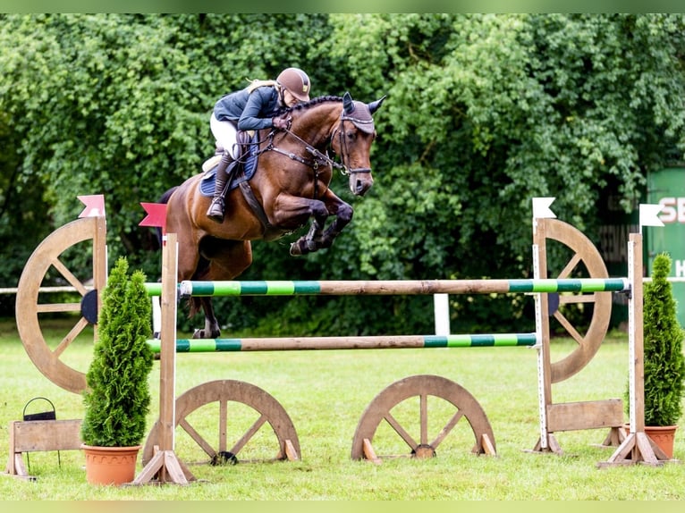 Holsteiner Jument 12 Ans 172 cm Bai in WriedeL
