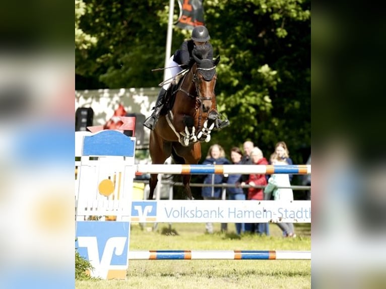 Holsteiner Jument 12 Ans 172 cm Bai in WriedeL