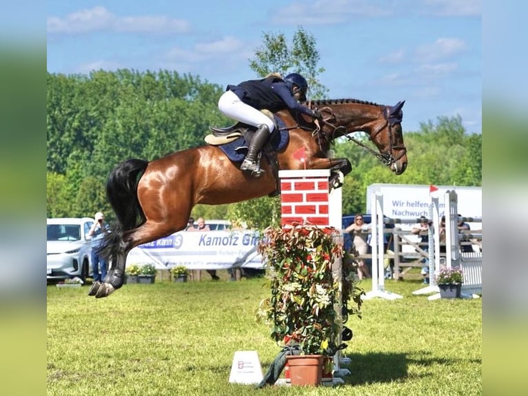 Holsteiner Jument 12 Ans 172 cm Bai in WriedeL