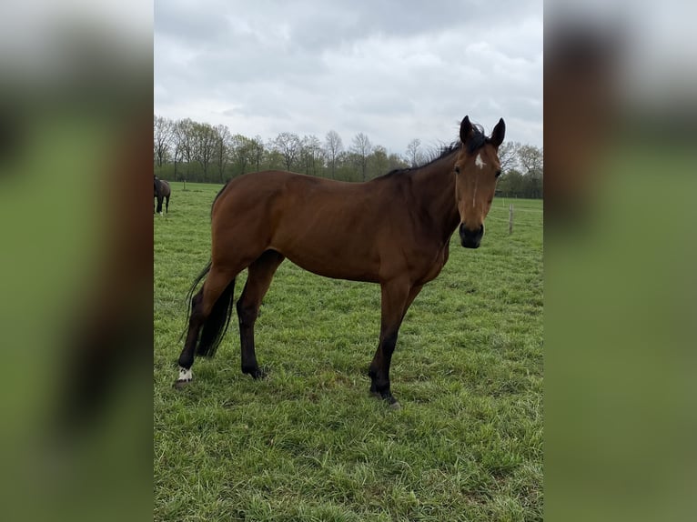 Holsteiner Jument 12 Ans 173 cm Bai in Granderheide