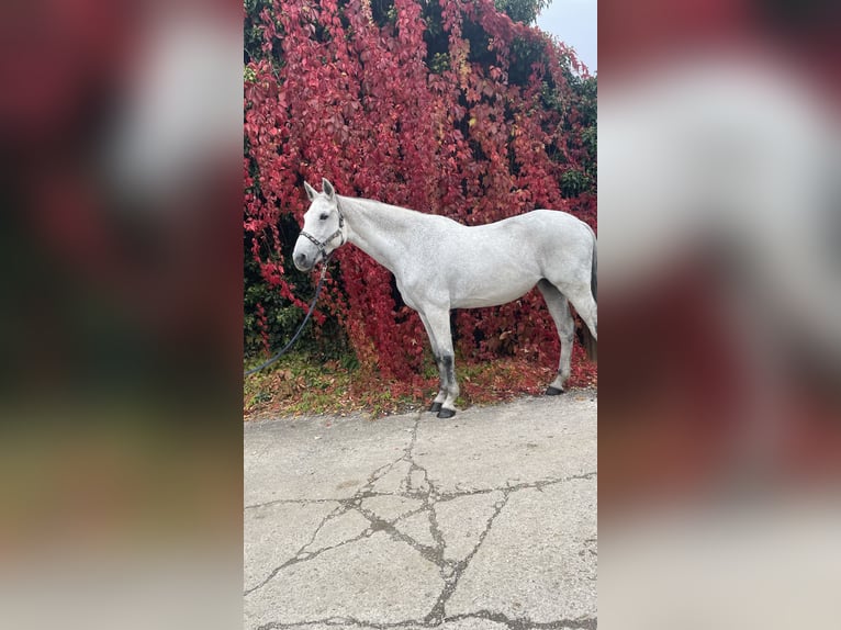 Holsteiner Jument 12 Ans 173 cm Gris pommelé in Horb am Neckar