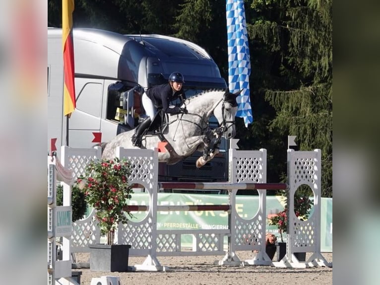 Holsteiner Jument 12 Ans 178 cm Gris in Delbrück