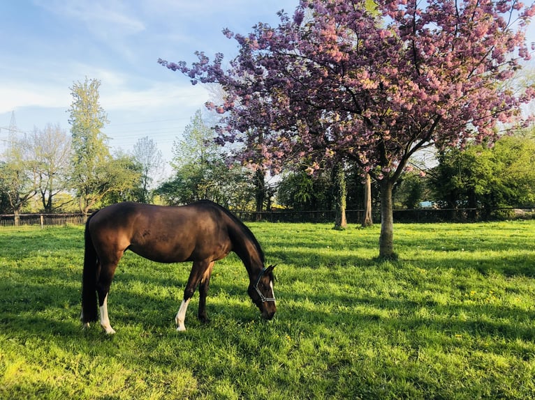 Holsteiner Jument 12 Ans Bai in Döhnsdorf