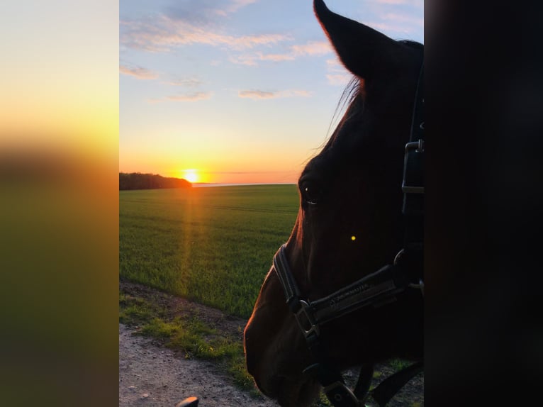 Holsteiner Jument 12 Ans Bai in Döhnsdorf