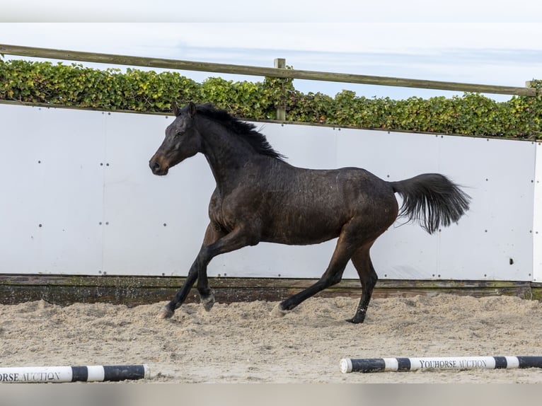 Holsteiner Jument 13 Ans 160 cm Bai brun in Waddinxveen