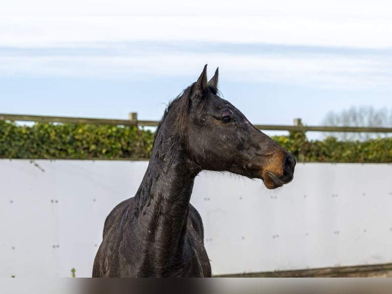 Holsteiner Jument 13 Ans 160 cm in Waddinxveen