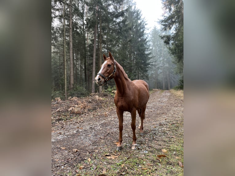Holsteiner Jument 13 Ans 162 cm Alezan in Ligist