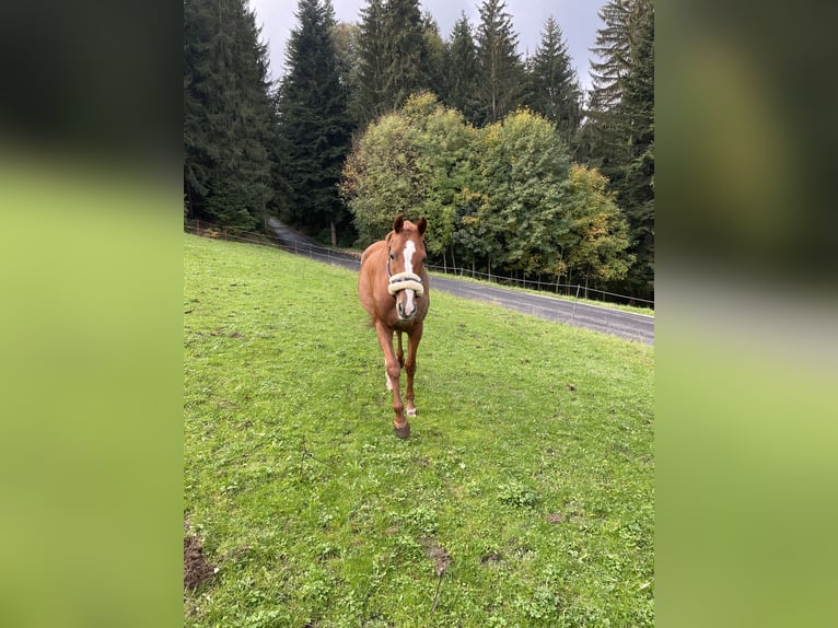 Holsteiner Jument 13 Ans 162 cm Alezan in Ligist