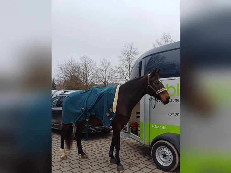 Holsteiner Jument 13 Ans 162 cm Bai in Löhnberg