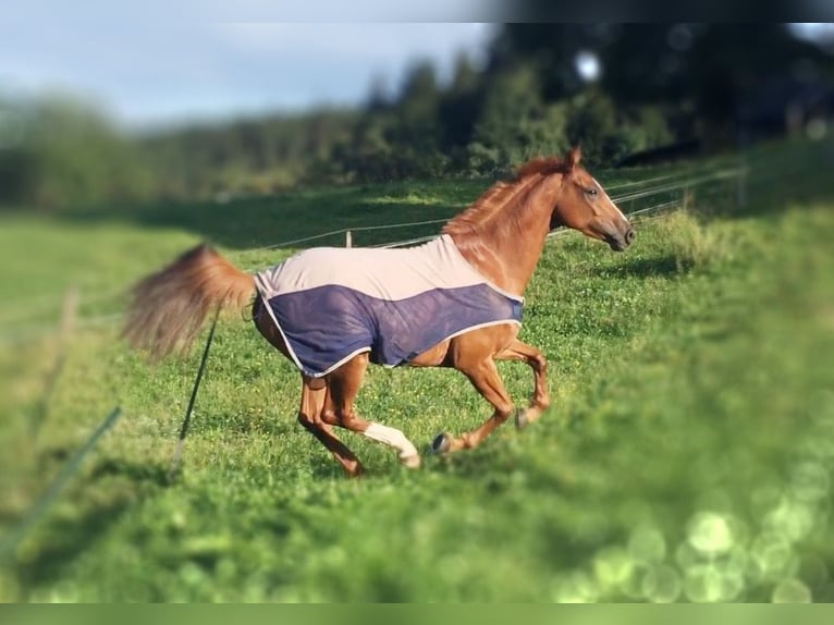 Holsteiner Jument 13 Ans 163 cm Alezan in Ligist