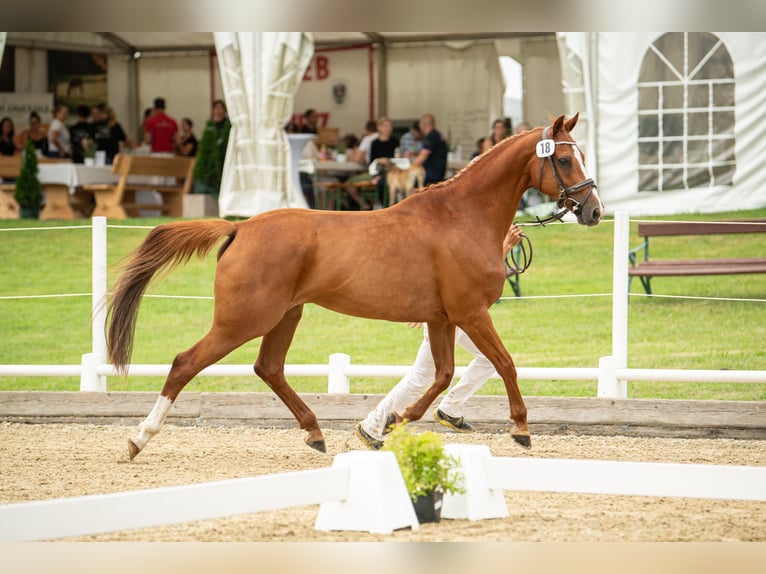 Holsteiner Jument 13 Ans 163 cm Alezan in Ligist