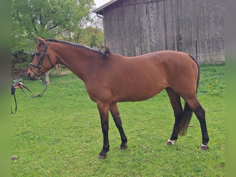 Holsteiner Jument 13 Ans 163 cm Bai in Blunk