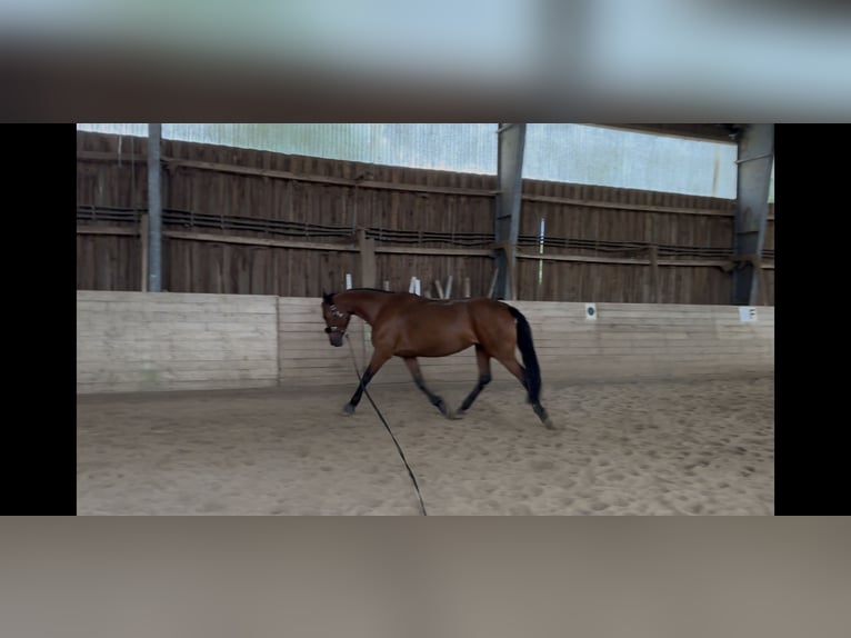 Holsteiner Jument 13 Ans 165 cm Bai in Büdelsdorf