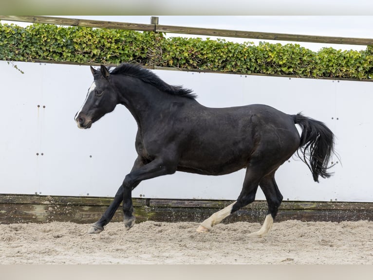 Holsteiner Jument 13 Ans 165 cm in Waddinxveen