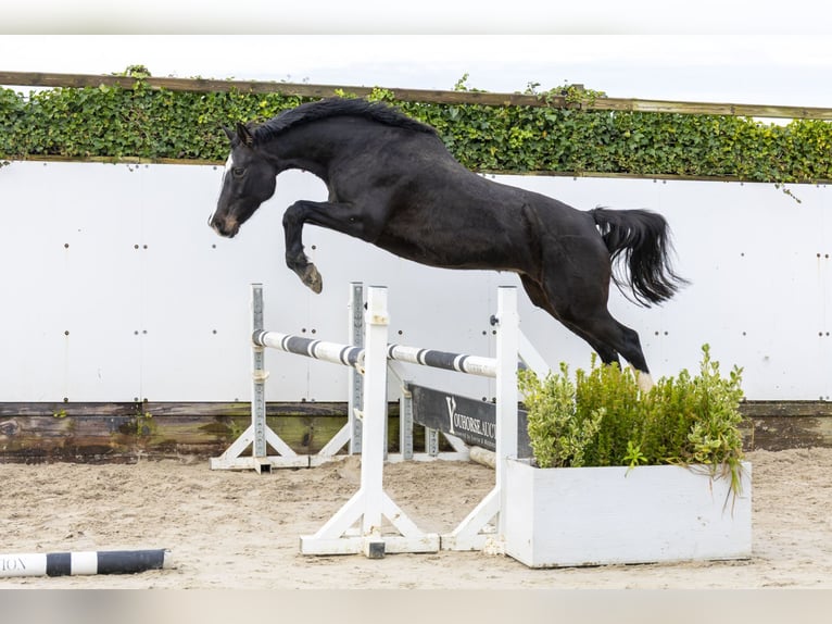 Holsteiner Jument 13 Ans 165 cm in Waddinxveen