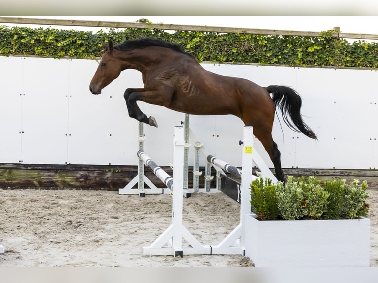 Holsteiner Jument 13 Ans 166 cm Bai in Waddinxveen