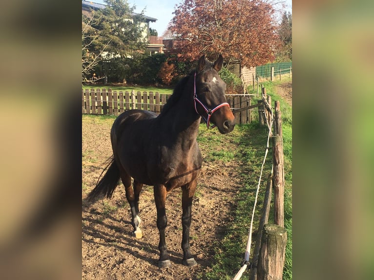 Holsteiner Jument 13 Ans 166 cm Bai in Viersen