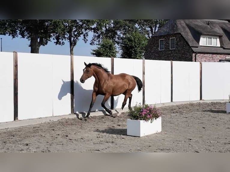 Holsteiner Jument 13 Ans 167 cm Bai in Waddinxveen