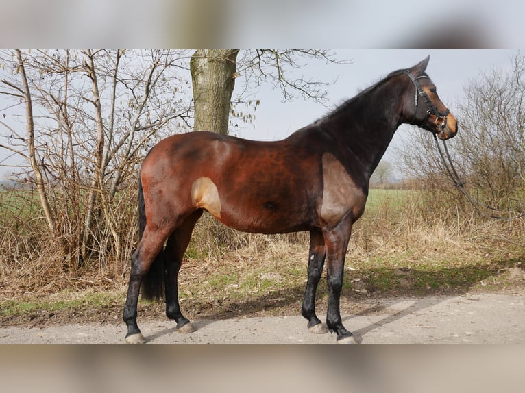 Holsteiner Jument 13 Ans 168 cm Bai brun in Uelsby