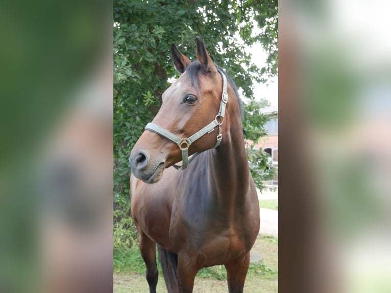 Holsteiner Jument 13 Ans 168 cm Bai brun in Uelsby