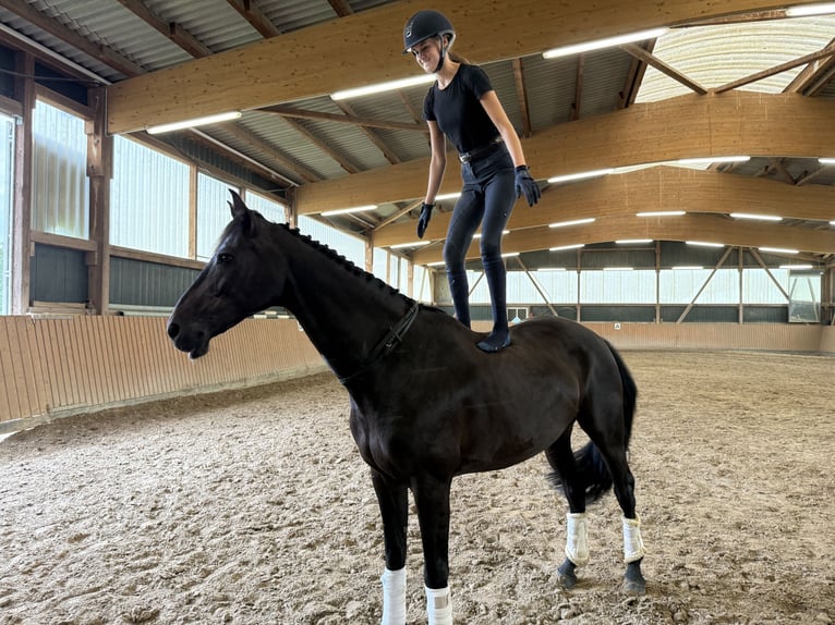 Holsteiner Jument 13 Ans 168 cm  in Bielefeld
