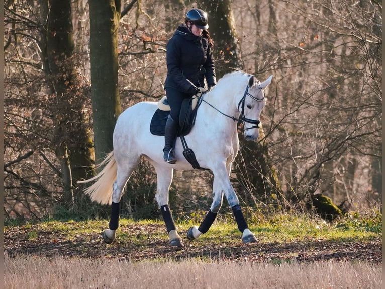 Holsteiner Jument 13 Ans 168 cm Gris in Nettersheim