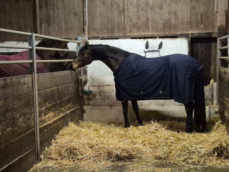 Holsteiner Jument 13 Ans 170 cm Bai brun in Modautal