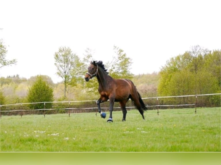 Holsteiner Jument 13 Ans 170 cm Bai in Straelen
