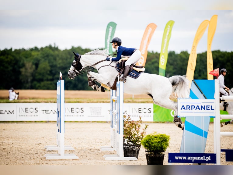 Holsteiner Jument 13 Ans 170 cm Gris in Pniewy
