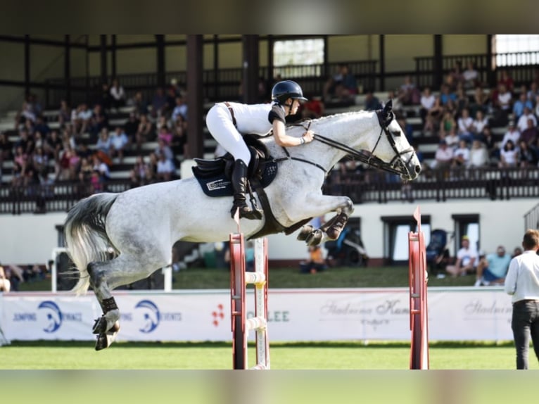 Holsteiner Jument 13 Ans 170 cm Gris in Pniewy