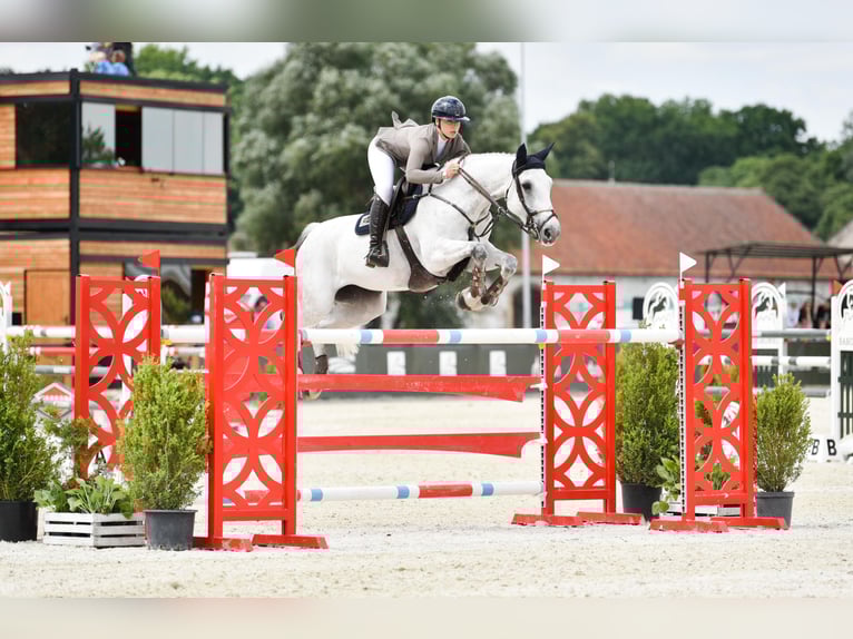 Holsteiner Jument 13 Ans 170 cm Gris in Pniewy