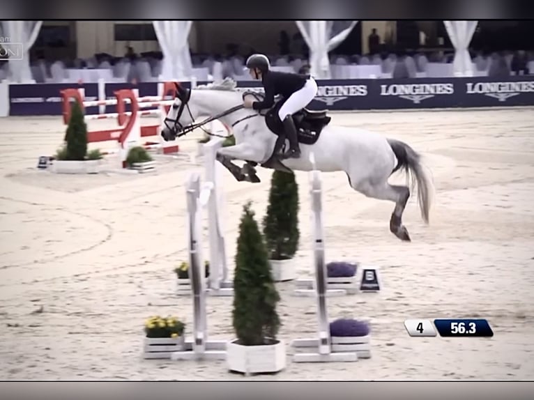 Holsteiner Jument 13 Ans 170 cm Gris in Pniewy